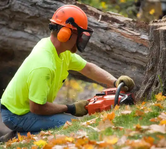 tree services Wood-Ridge